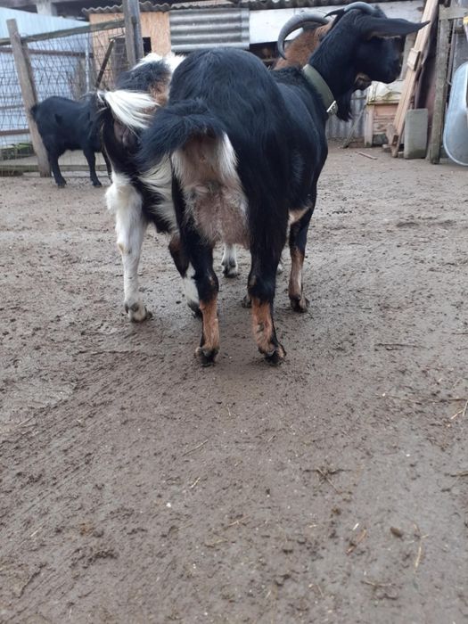 Vând țap de 1 an