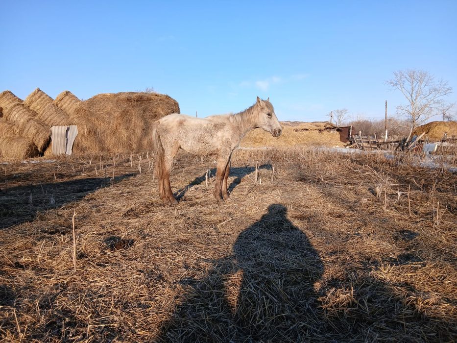 Жабағы, ұрғашы, жеребенок