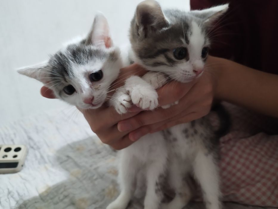 отдам котяток в добрые руки.