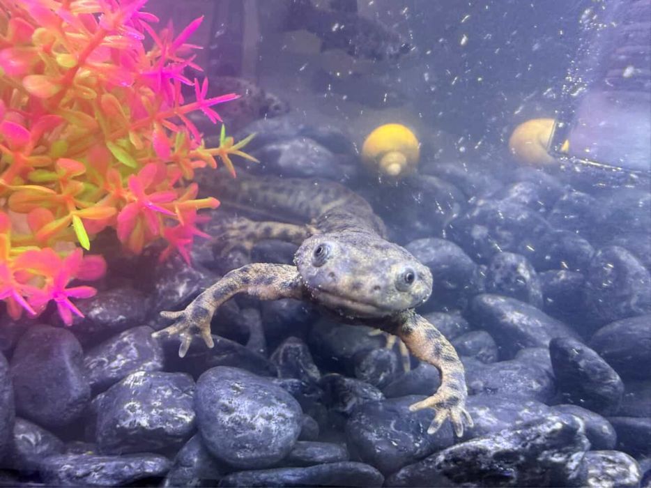 Тритончик - водный