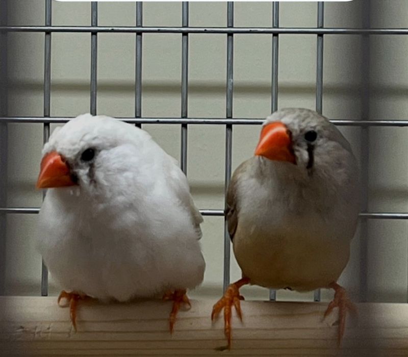 зебривий Амадинка  пара