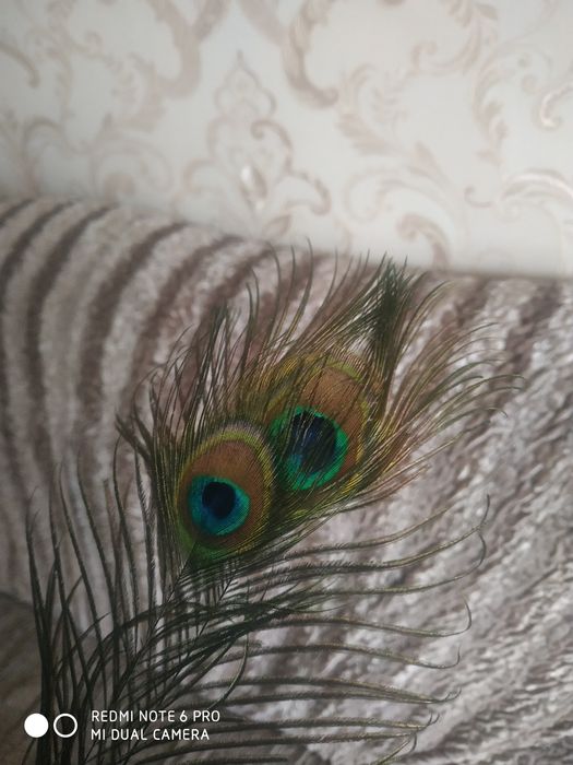 Перо павлина очень красивые