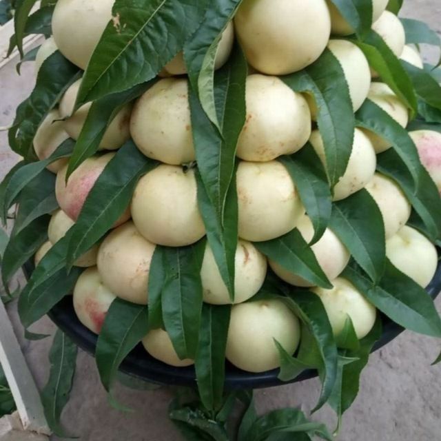 Мевали кучатлар [Саженцы фруктов]