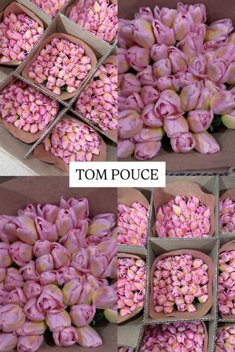 Свежие БОЛЬШИЕ тюльпаны на 8 марта