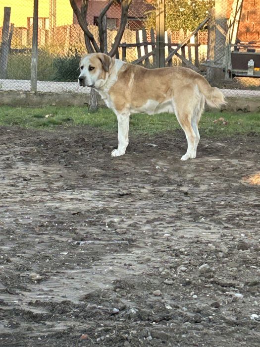 Vand caine ciobanesc