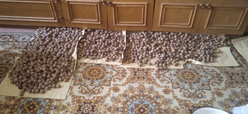 Продам орехи грецкие