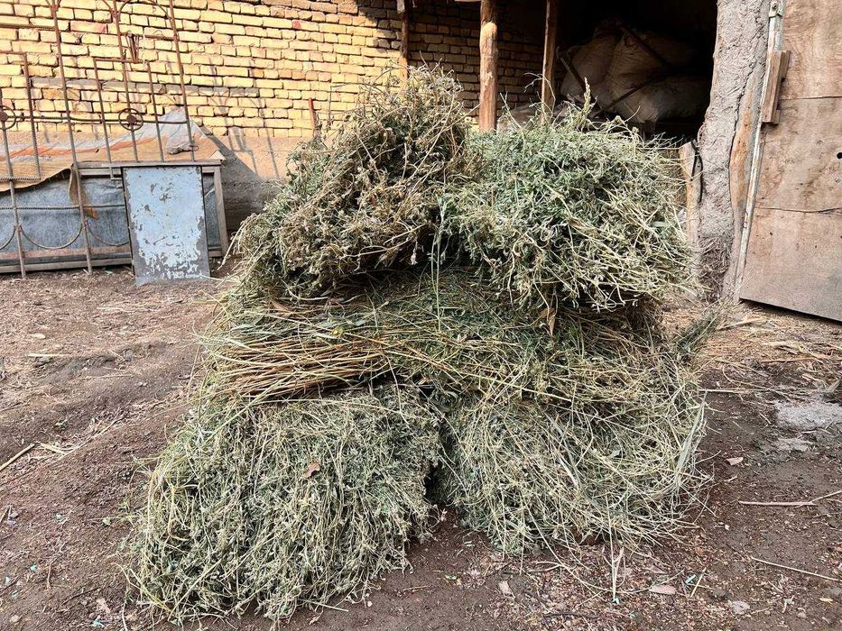 Бедалар сотилади, келишилган нархда.