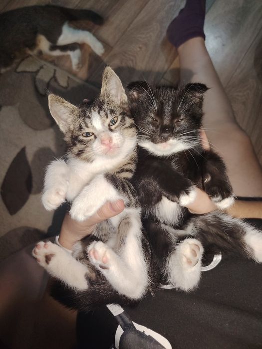 Отдам котят в хорошие руки