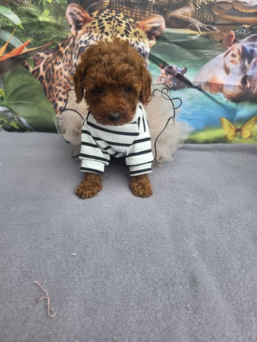 Пудел Мини с документ за произход