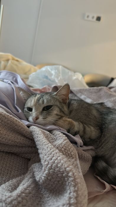 Отдам кошку в добрые руки