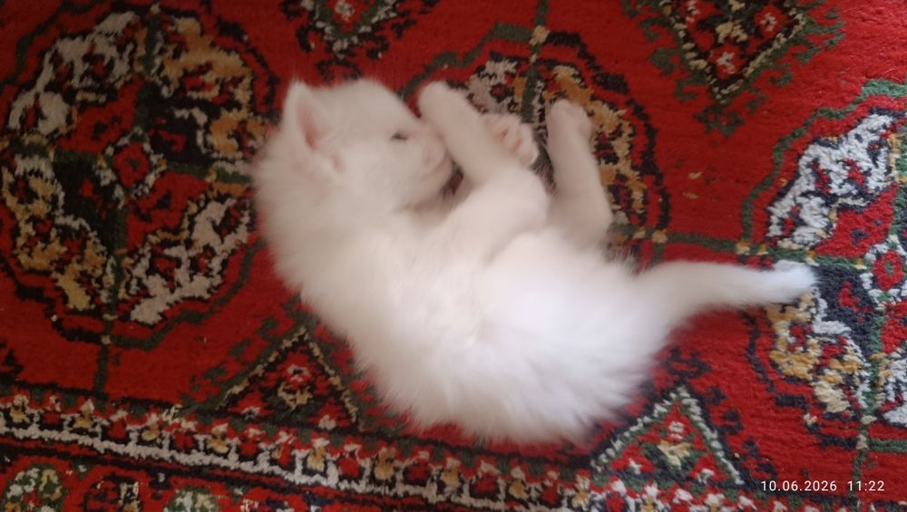 Продаются котята
