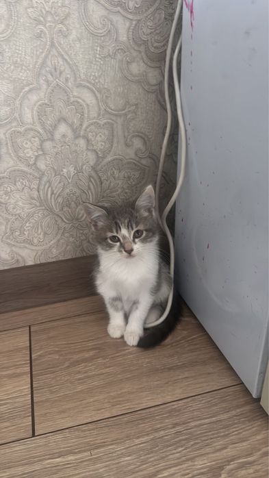 Отдам в хорошие руки котят девочек!