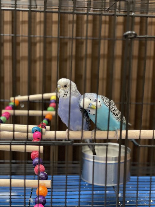 Продаются 2 попугая вместе с клеткой