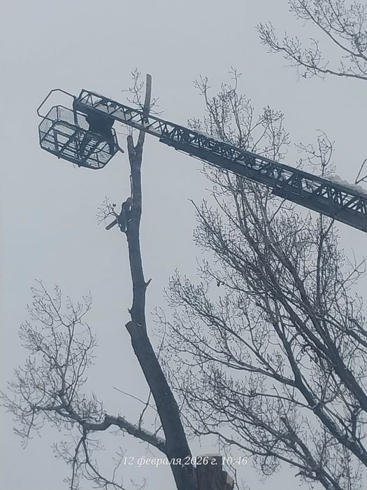 Спил деревьев обрезка плодовых деревьев