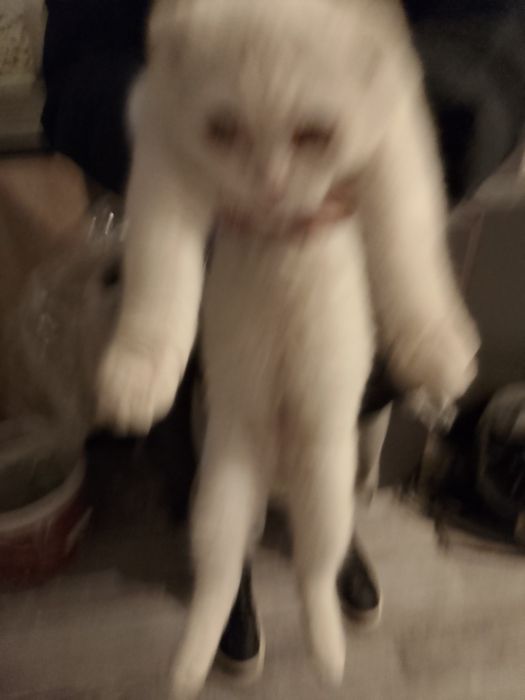 Кошка вихаустая продам