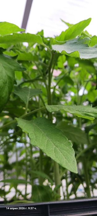 Разсад домати и краставици