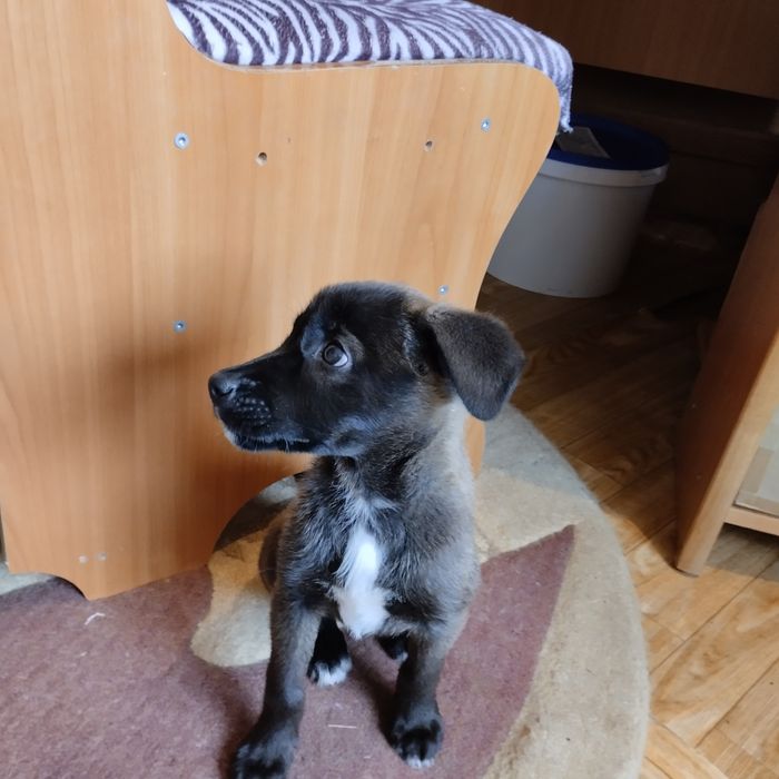 Отдам в добрые руки