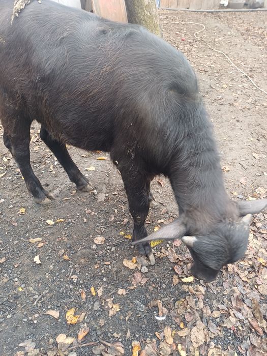 Vitei bivol crescuți natural ( vitel tauras taur vitica )