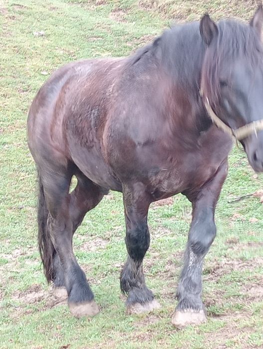 Armăsar cine dorește 3-4 ani