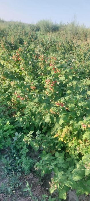 Малина ремонтатная очень хорошего сорта