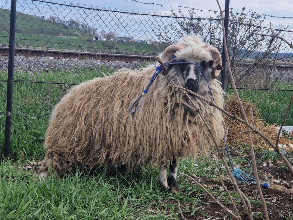 60 kg mior crecut cu cereale  pret 1200 lei