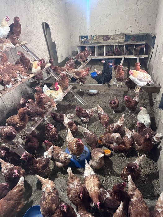 Ломан браун тауыктары сатылады