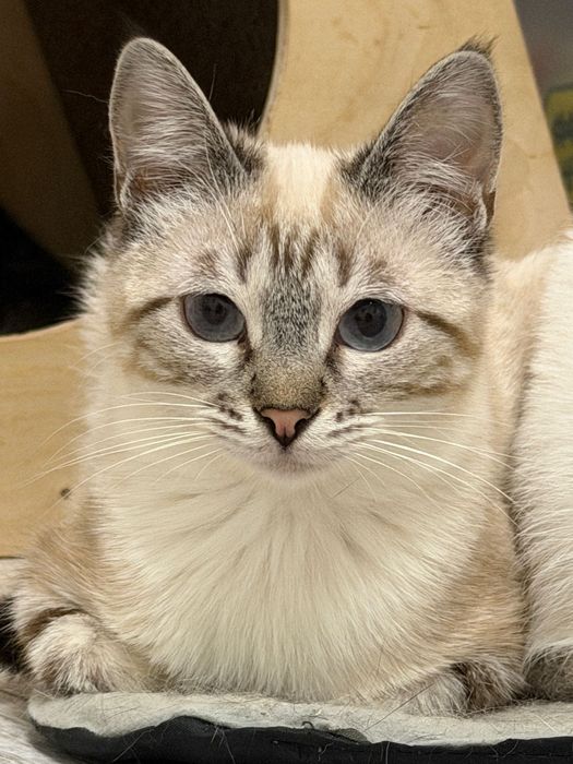 Кошечка Варя,красотка!