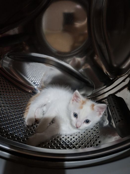 Отдам котёнка, срочно