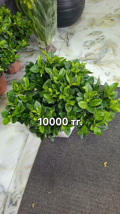 Комнатные цветы для дома и офиса