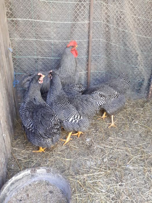 Gaini brahma herminat deschis și playmout rock barat