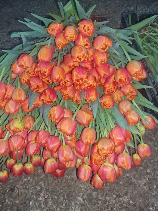 Тюльпаны  премиум качества