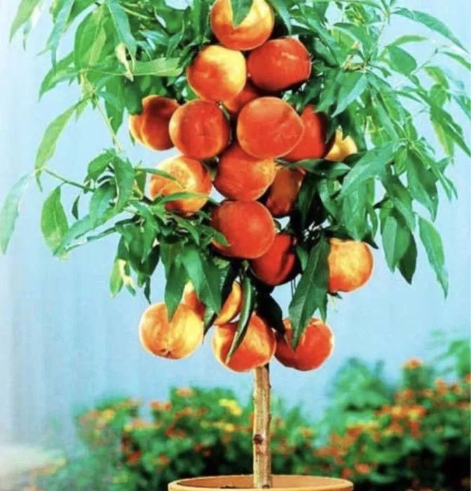 Pomi fructiferi pitici