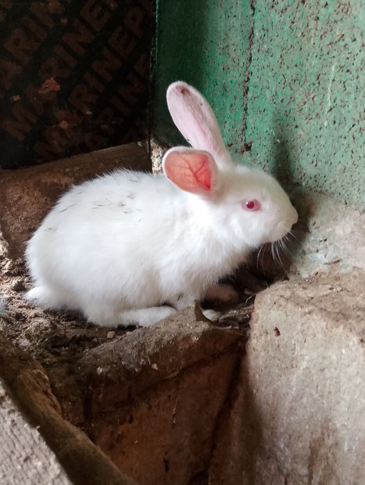 кролик крольчата