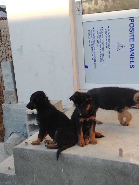 Эмланган зотдор очарка болалари