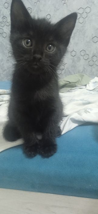 Bepul soglom mushuk bolalari