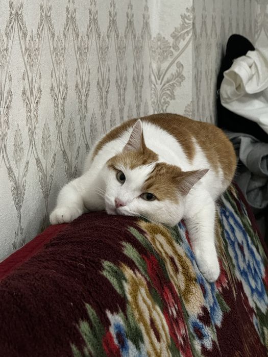 Передержка домашних животных