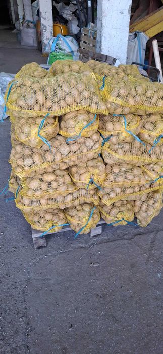 Картофи за консумация и семе