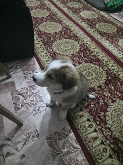 Отдам в добрые руки!