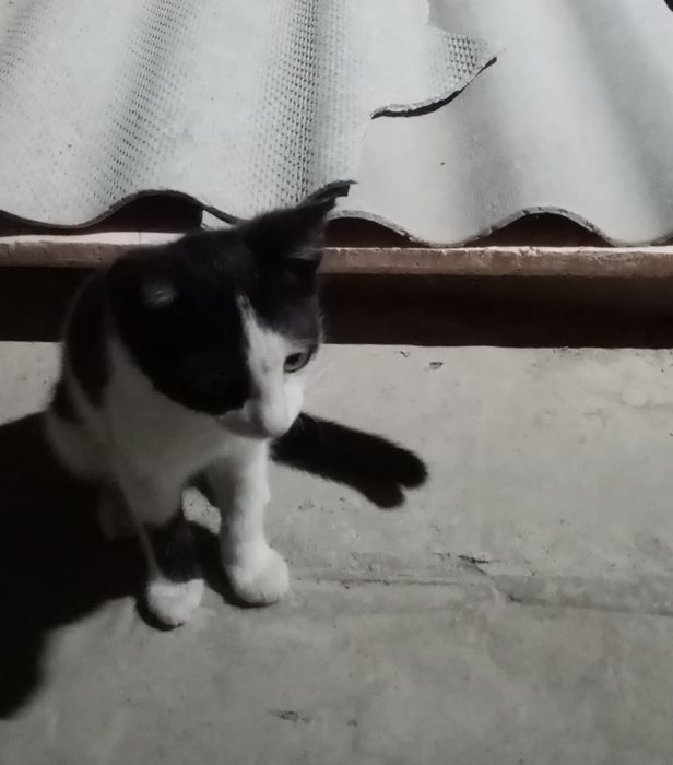 Отдам катёнка в хорошие руки