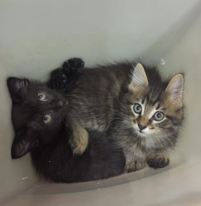 Отдам котят в добрые руки