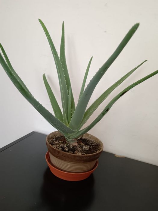Продам цветок алое