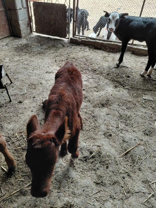 Бұзаулар бар сатылады