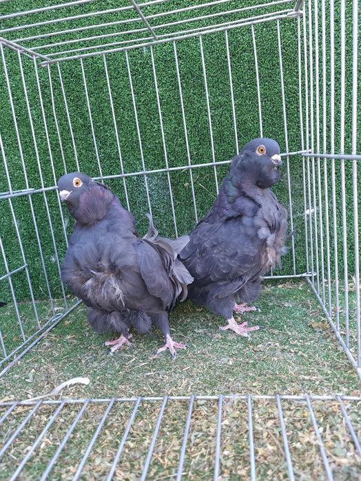 Porumbei rotati albi cu coada neagra,pescarusi chinezi,simi,standard