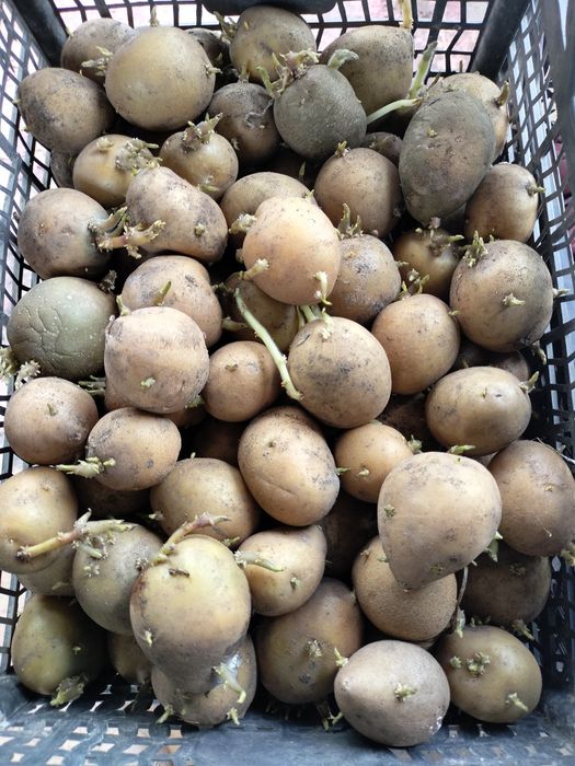 Продам семенной картофель