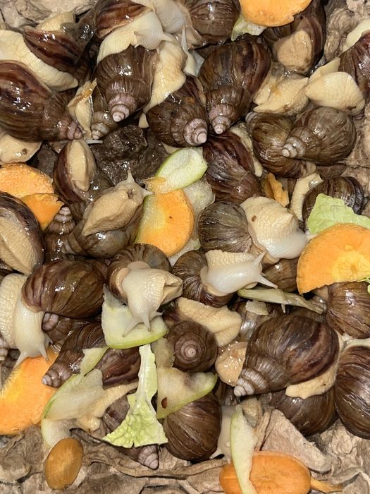 Ulitkalar Shilliqurtlar