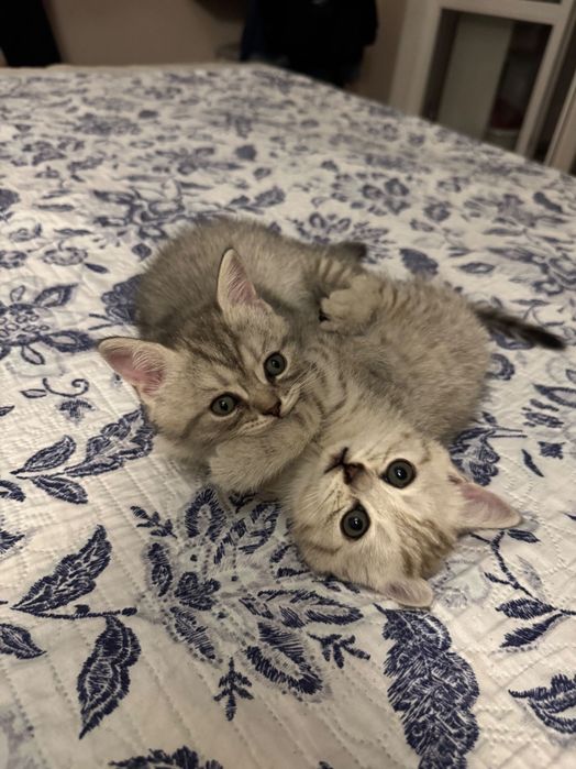 Шотландские котята
