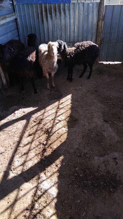 Тоқты сатылады жағдайы