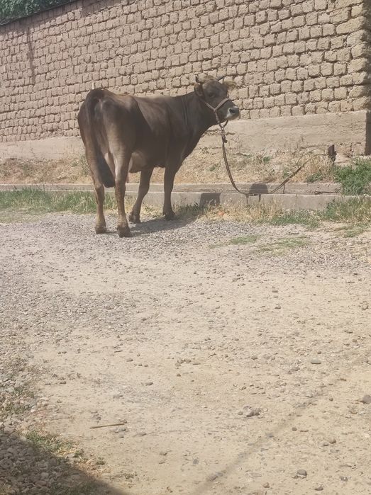 Shvet sigir sotiladi qisir