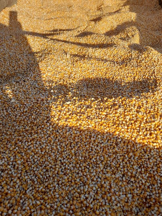 Vand porumb bob sticlos marunt