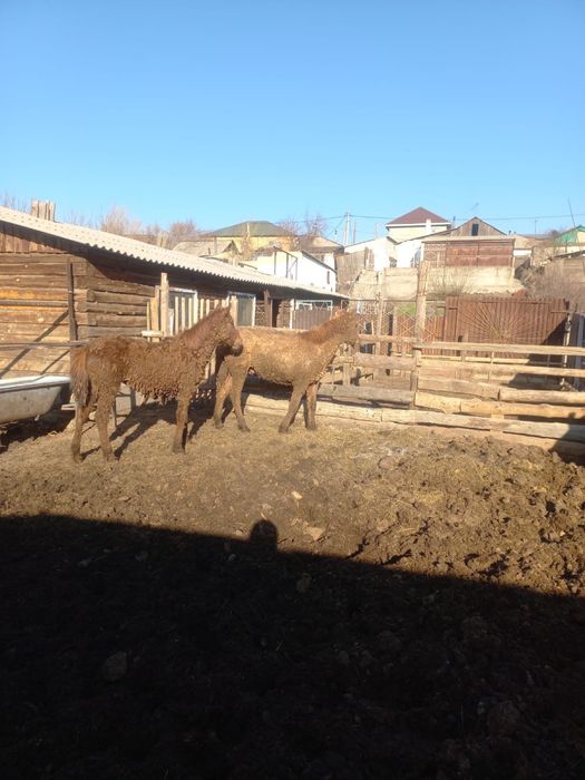 Қысыр бие құнан байтал сатылады откормда